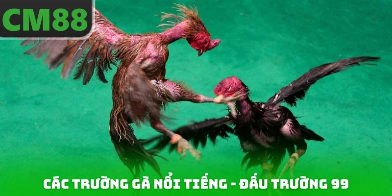 Các trường gà nổi tiếng - Đấu trường 99