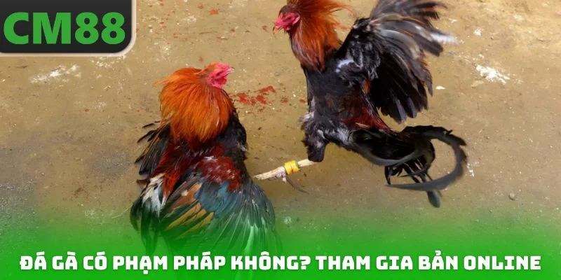 Đá gà có phạm pháp không? Tham gia bản online