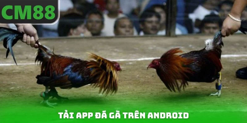 Tải app đá gà trên Android